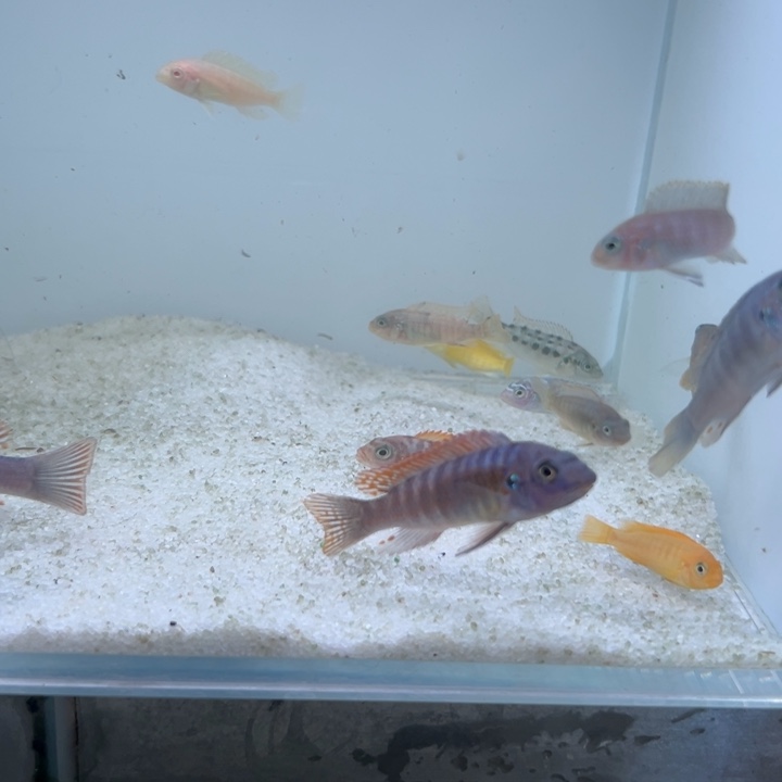 海水鱼三湖慈鲷，热带淡水鱼