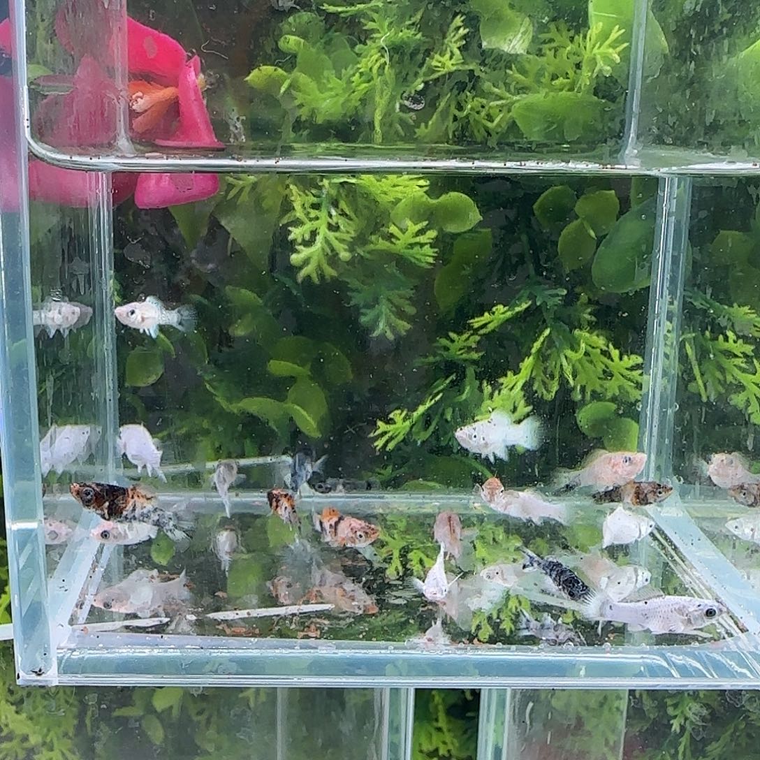 孔雀鱼钻石玛丽13送3