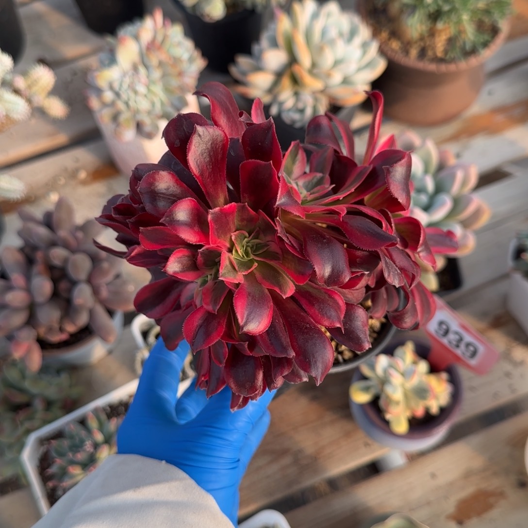 美杜莎朵朵缀一颗