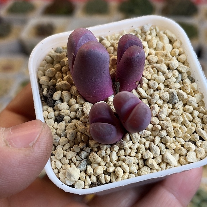 佳人园艺多肉生石花红大内709