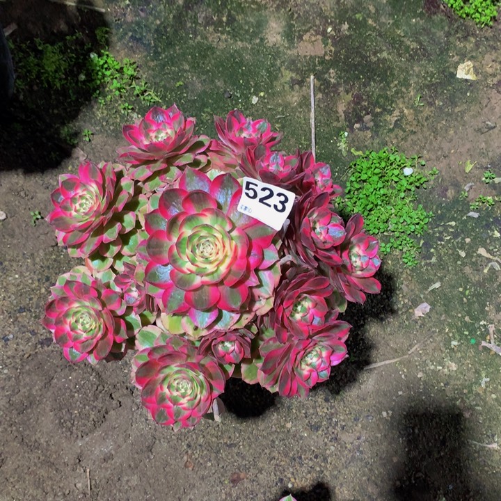 阿***莲无花朵云禾5230000000