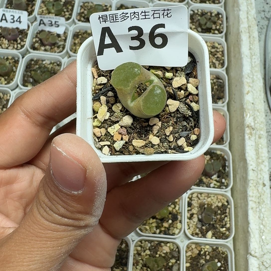 36多肉植物多肉植物