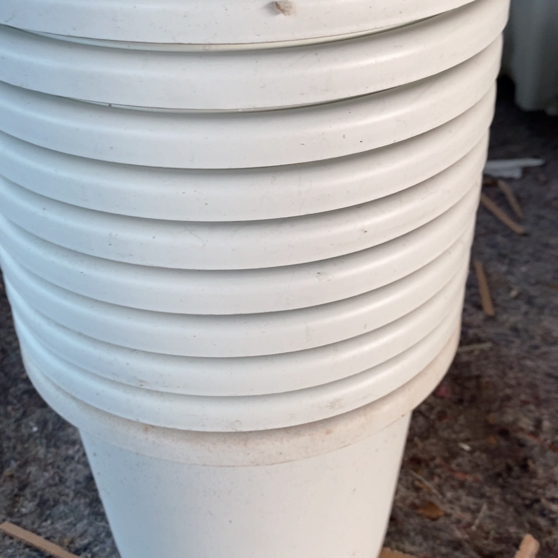 10个21口奶白落灰无托伊特（21×17.8）