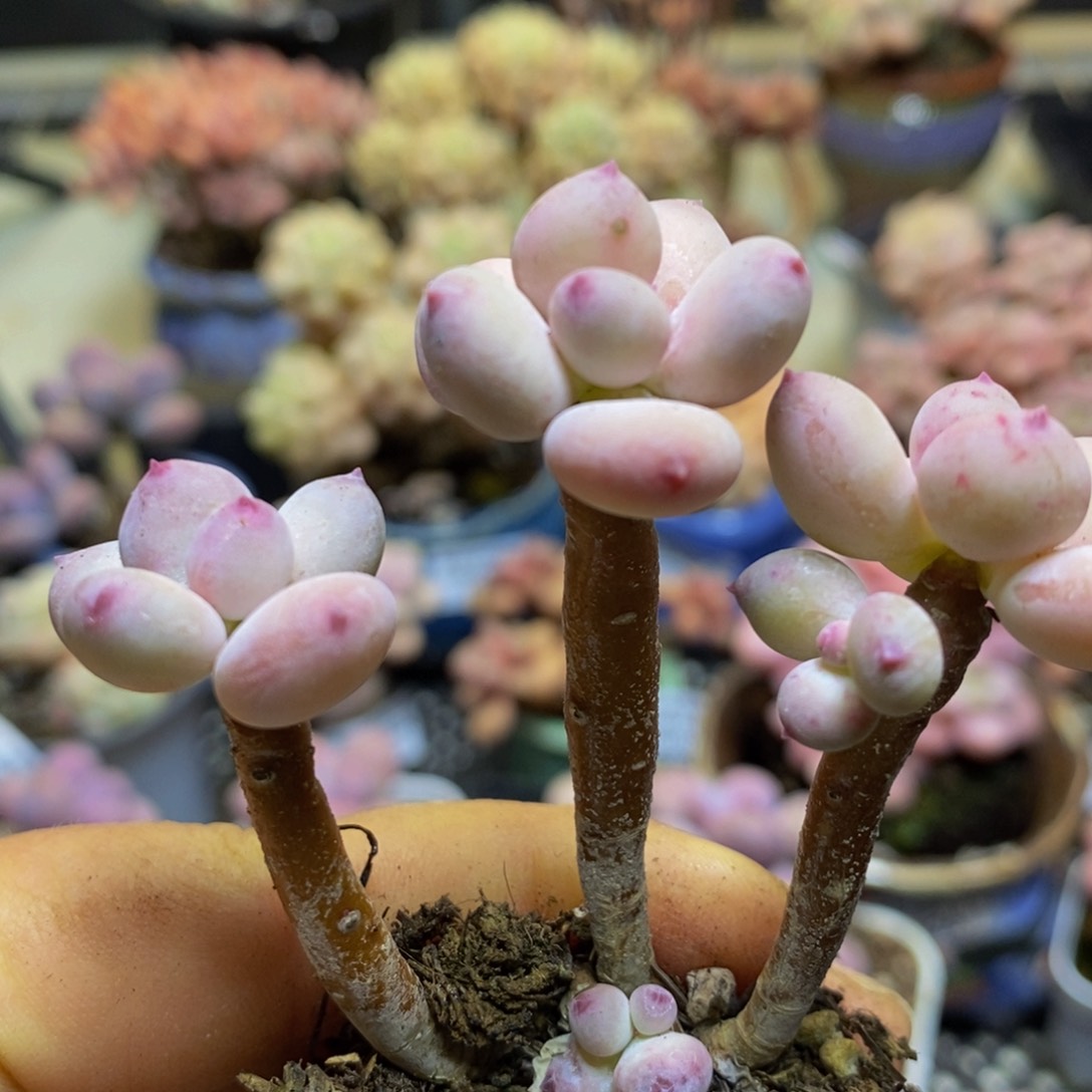 305？苹果奶6？厘米