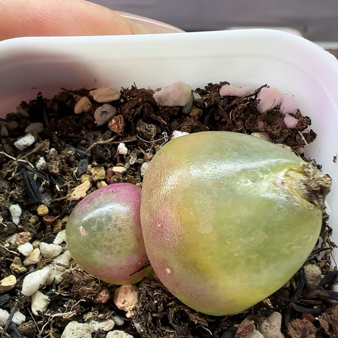 685双头灯泡带盆土发货