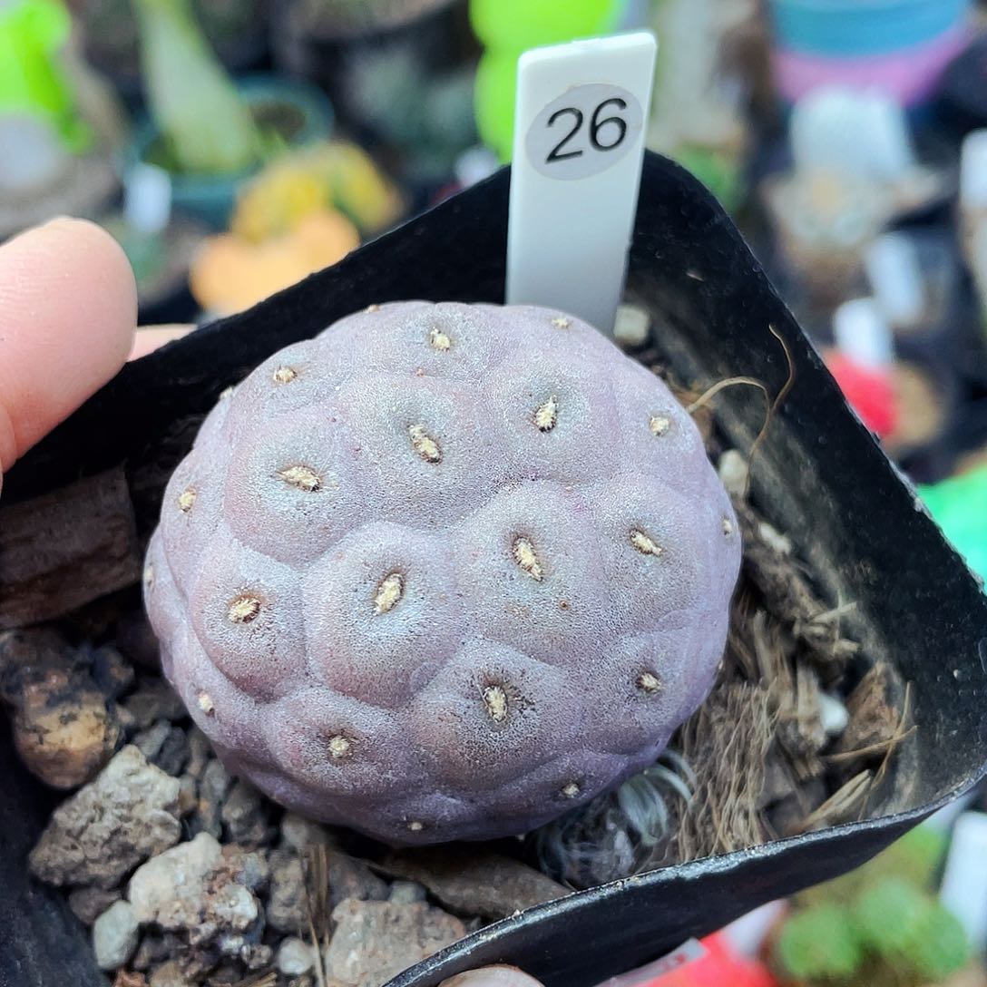 非偏远地区满25包邮仙人球