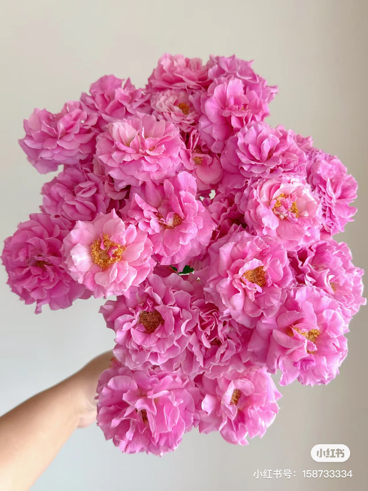 【玫瑰】草莓味软糖 任拍三单及以上包顺空鲜切花10支装%20不售后