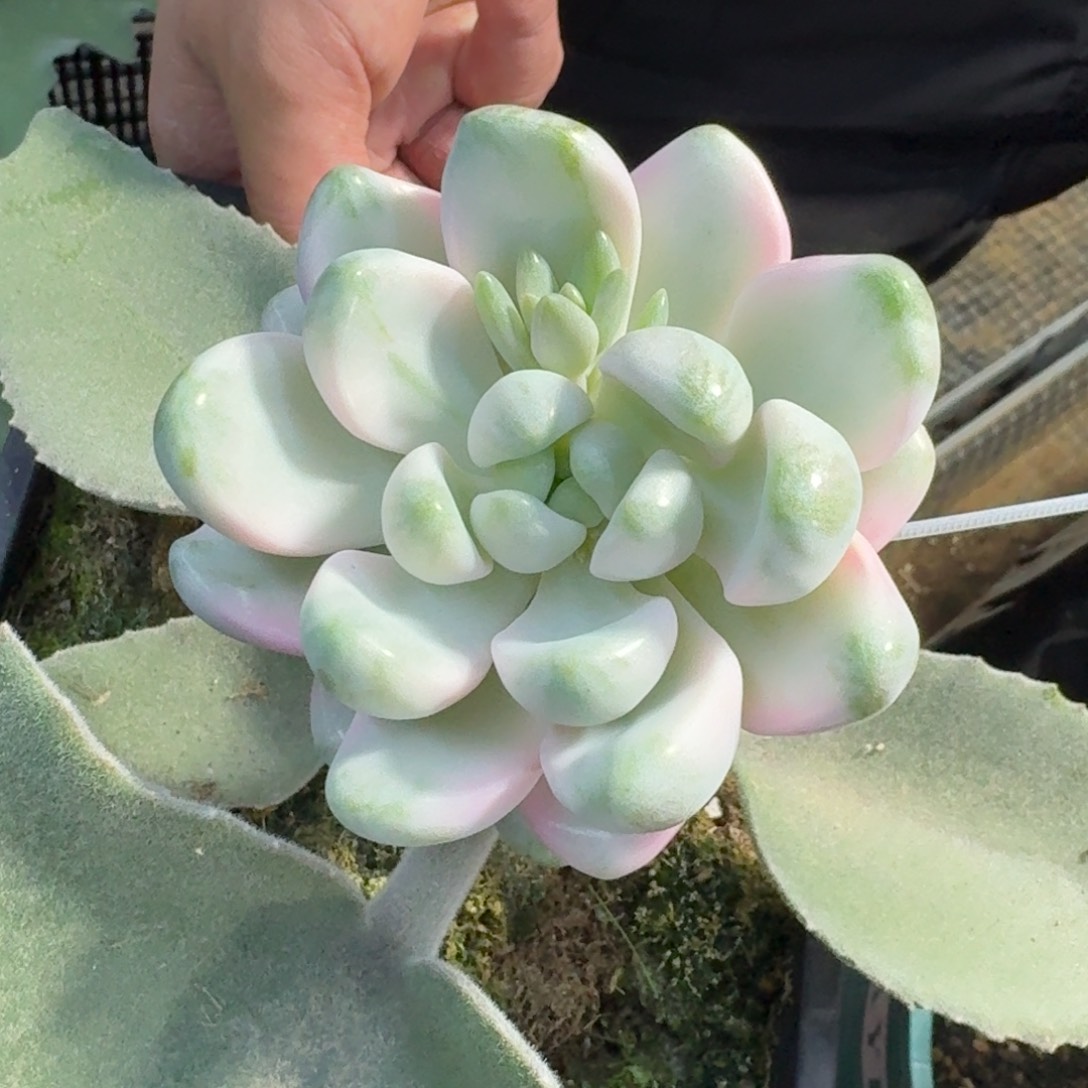 花斑鹿覆轮一物一拍
