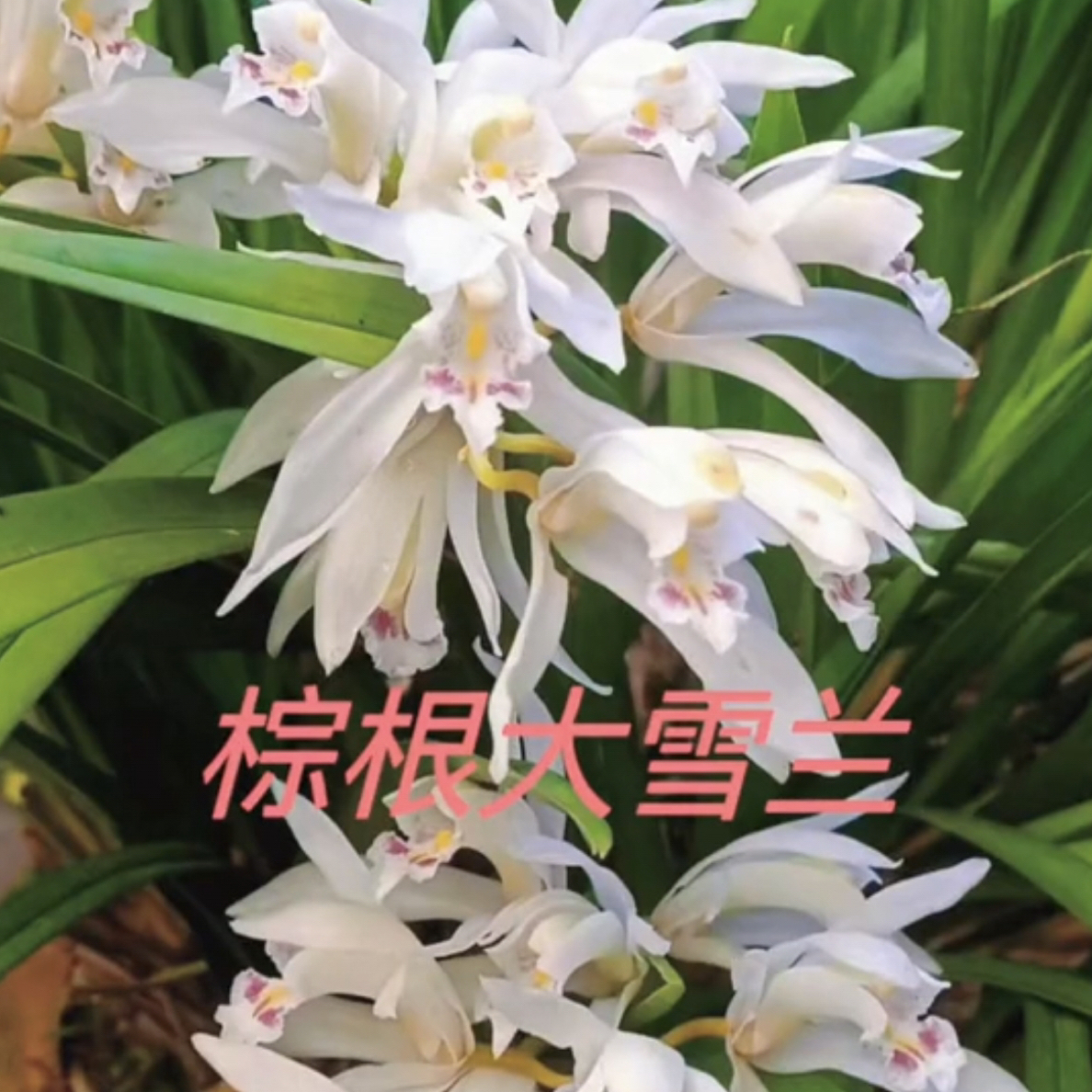 浓香型兰花室内办公室好养易活花卉盆栽