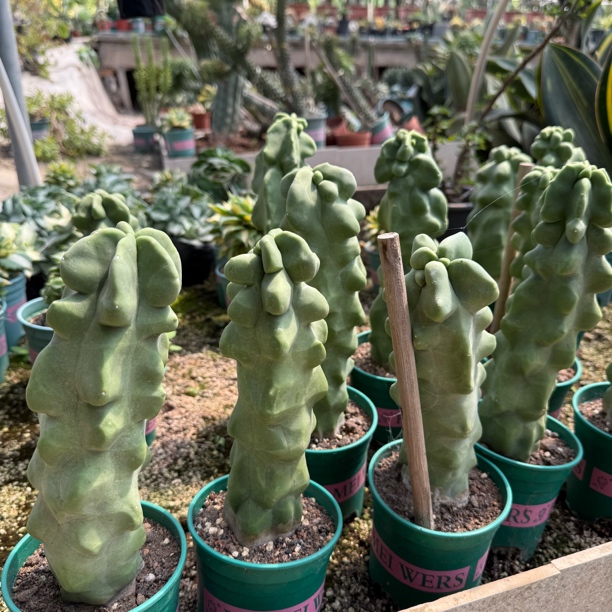 上帝阁仙人柱裸根发货