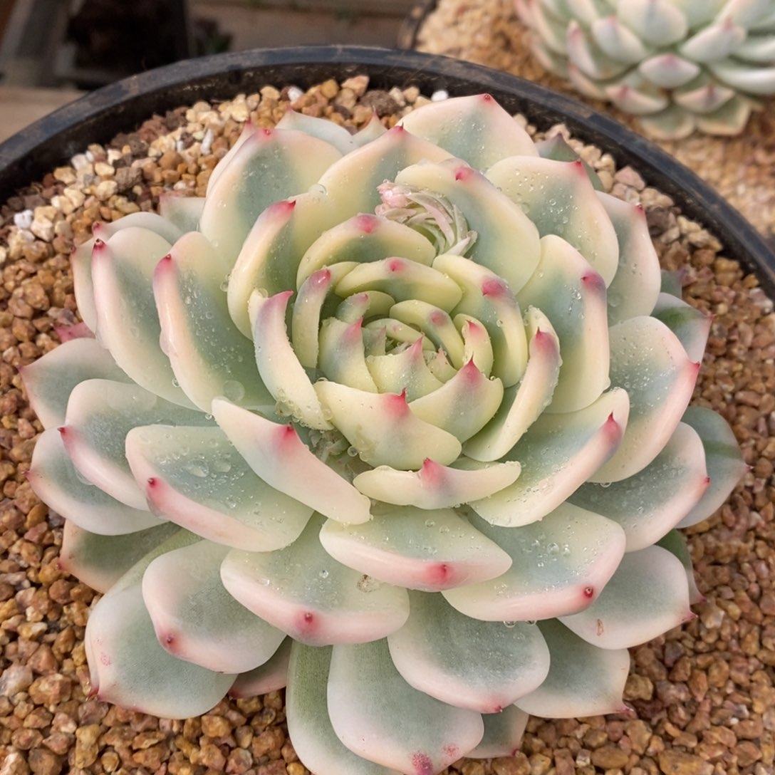 吉娃娃锦多肉植物