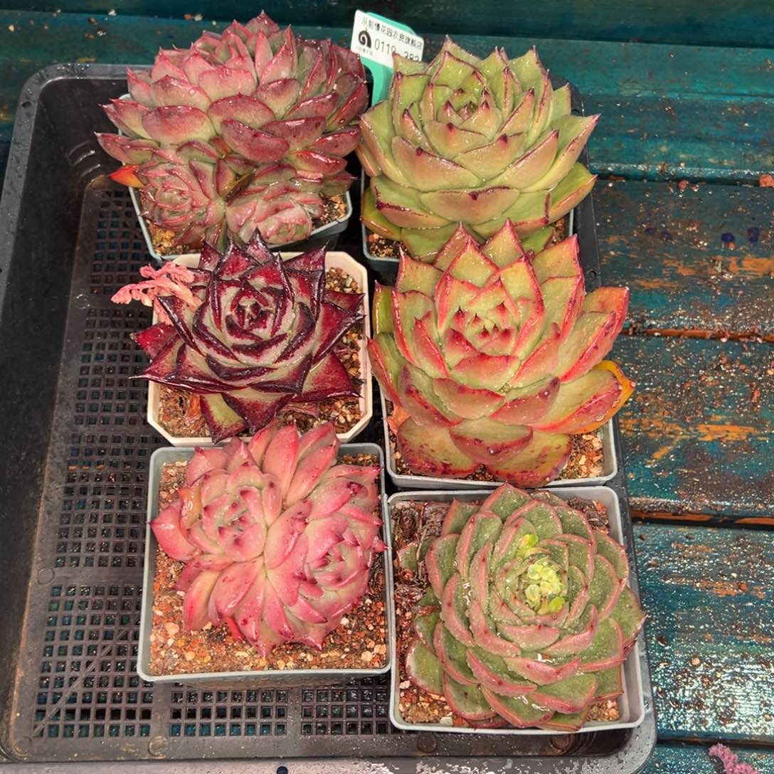 从前慢多肉精选编号0119.383