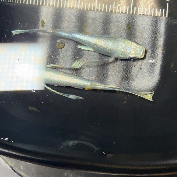 青鳉鱼61号品天使之翼