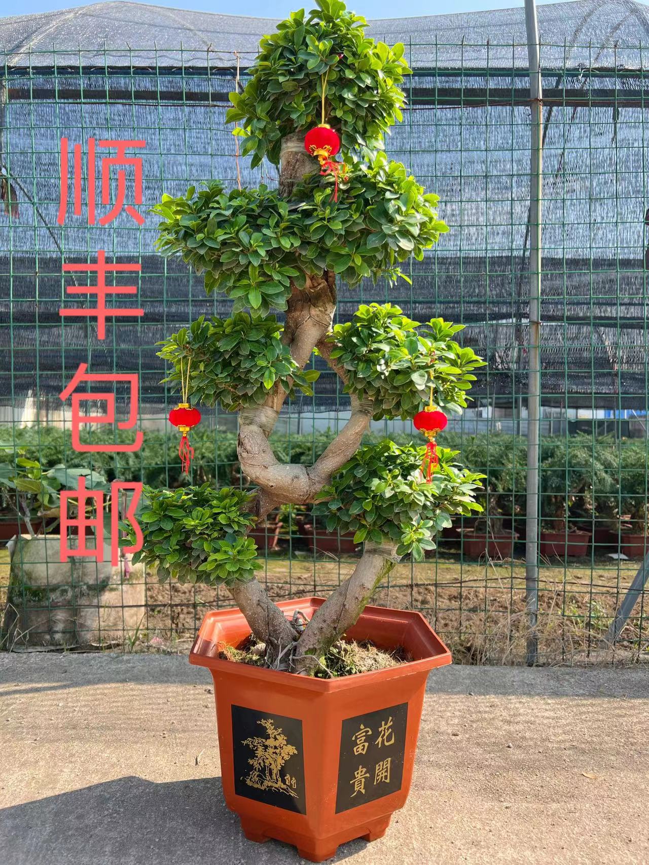 8字游龙造型金钱榕树四季常青植物盆景好养型