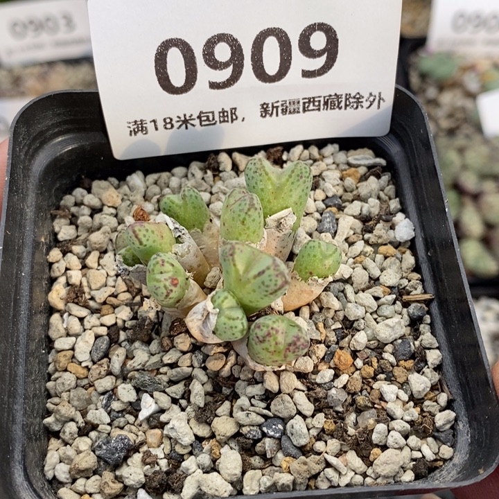 909。               