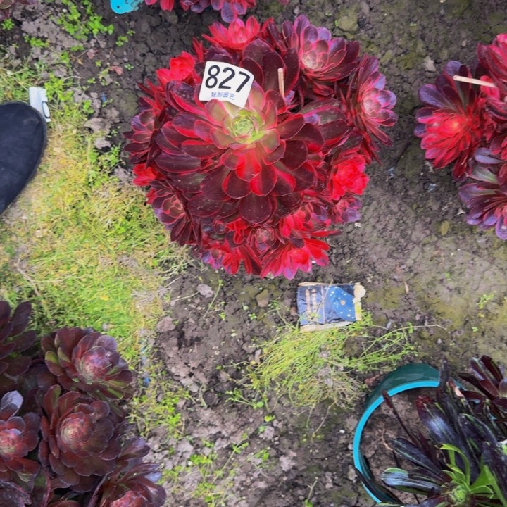 黑魔锦花27-5包邮花花