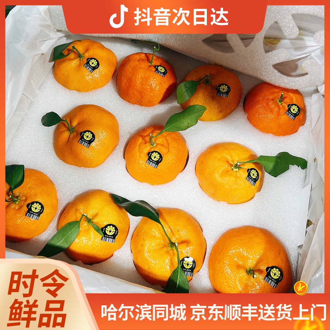 寸金地 甘平橘 11枚礼盒装 含手提袋