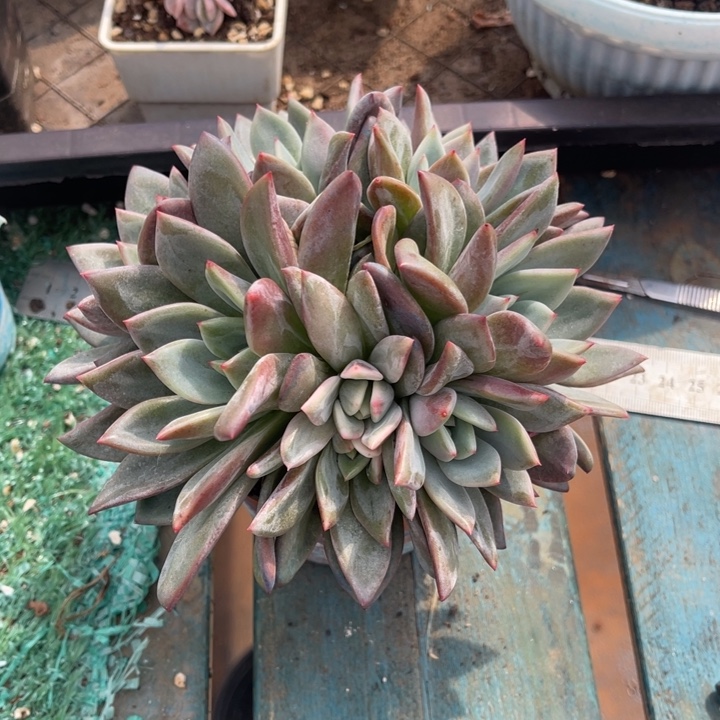 秋可园艺 香槟锦群