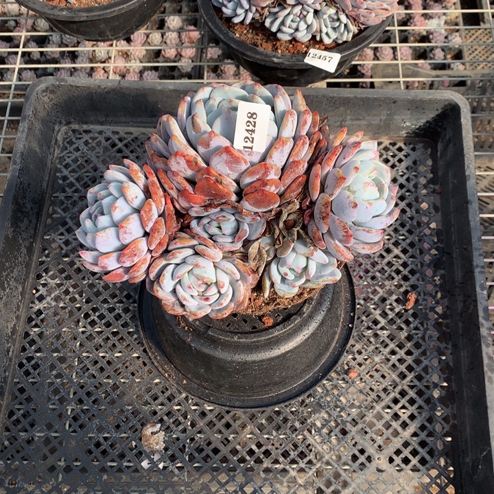 12428嗯嗯嗯嗯嗯嗯嗯好