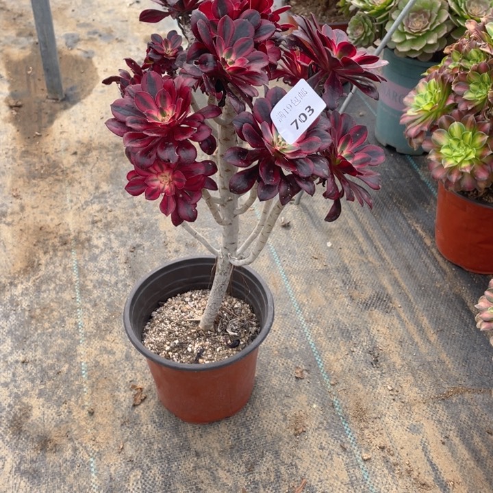 703香有砍偏法师多肉断枝不售后