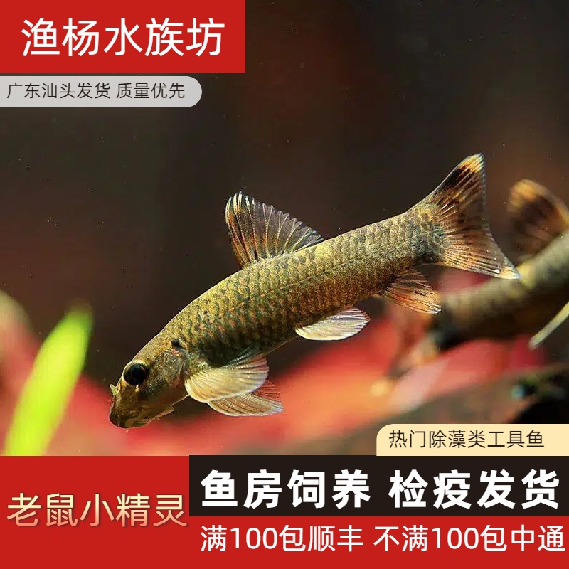 【渔扬水族】老虎小精灵工具鱼鱼缸清洁工鱼淡水鱼鱼缸工具鱼
