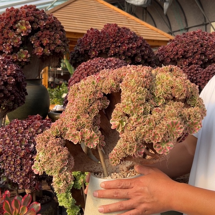 精品粉女巫朵朵缀不带盆土