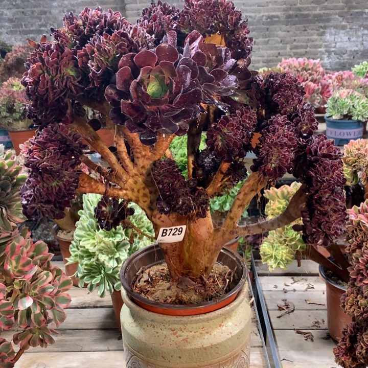 729欧紫缀多肉法师