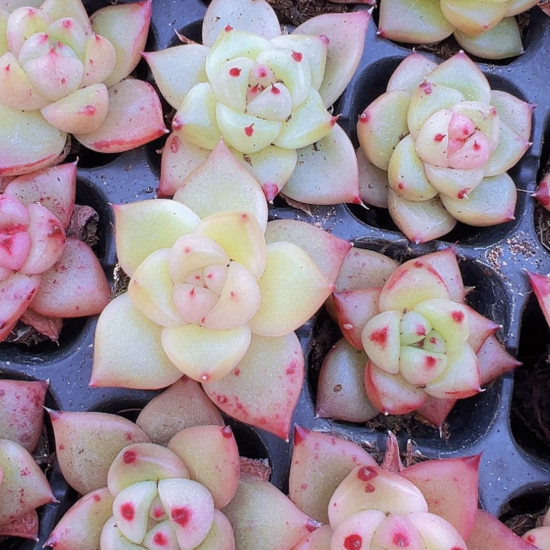 将军令苗3颗多肉植物