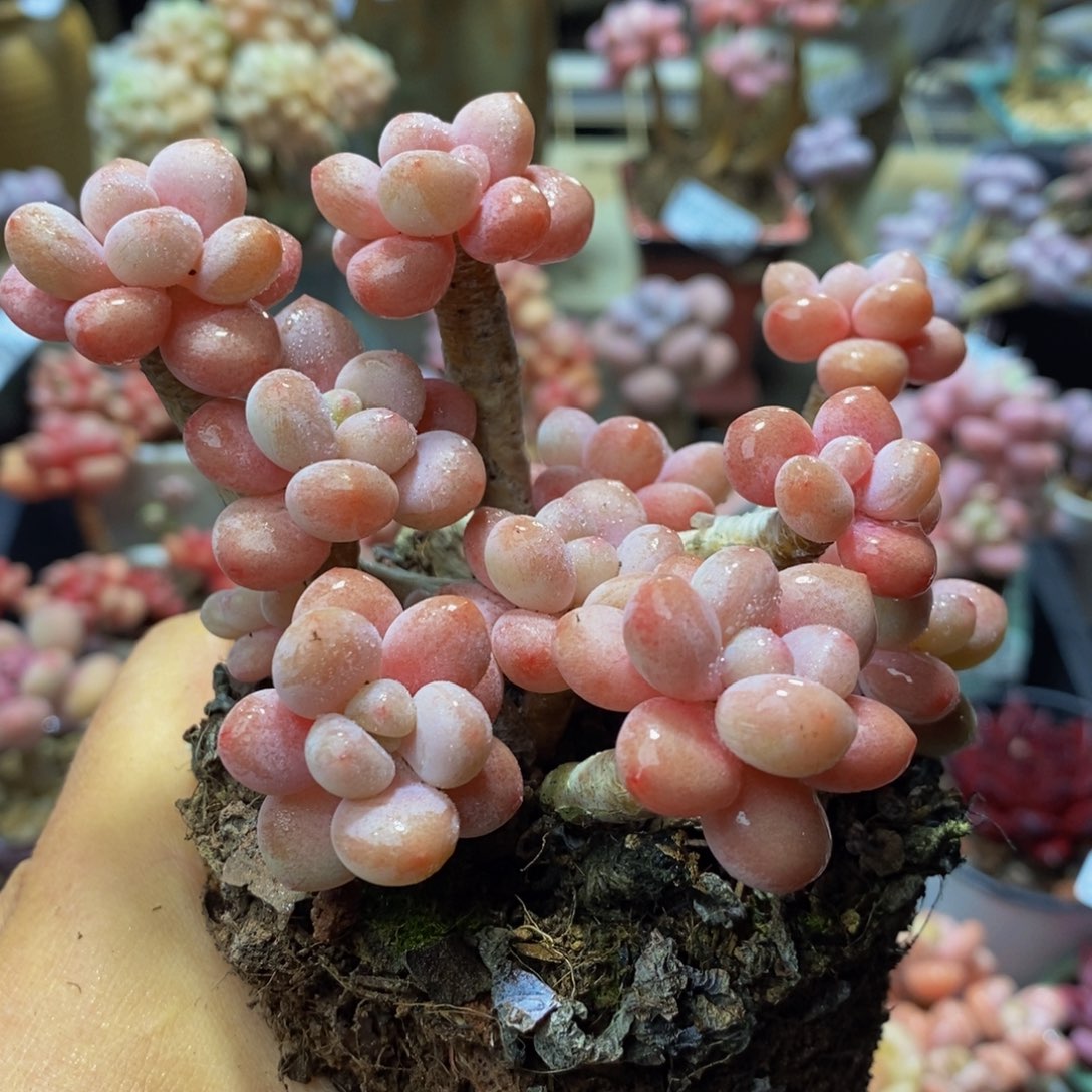 393 鱼子酱9？厘米