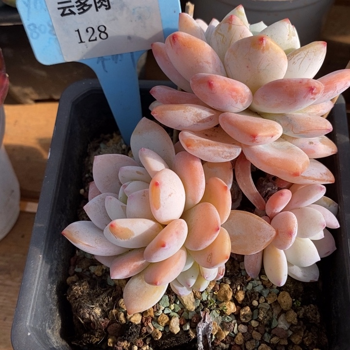 D128- 直播福利 冷香