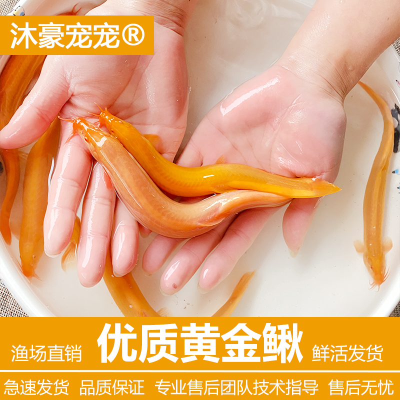 沐豪宠宠【黄金泥鳅】小金龙泥鳅鲜活体清洁练手鱼饲料清道夫好易养