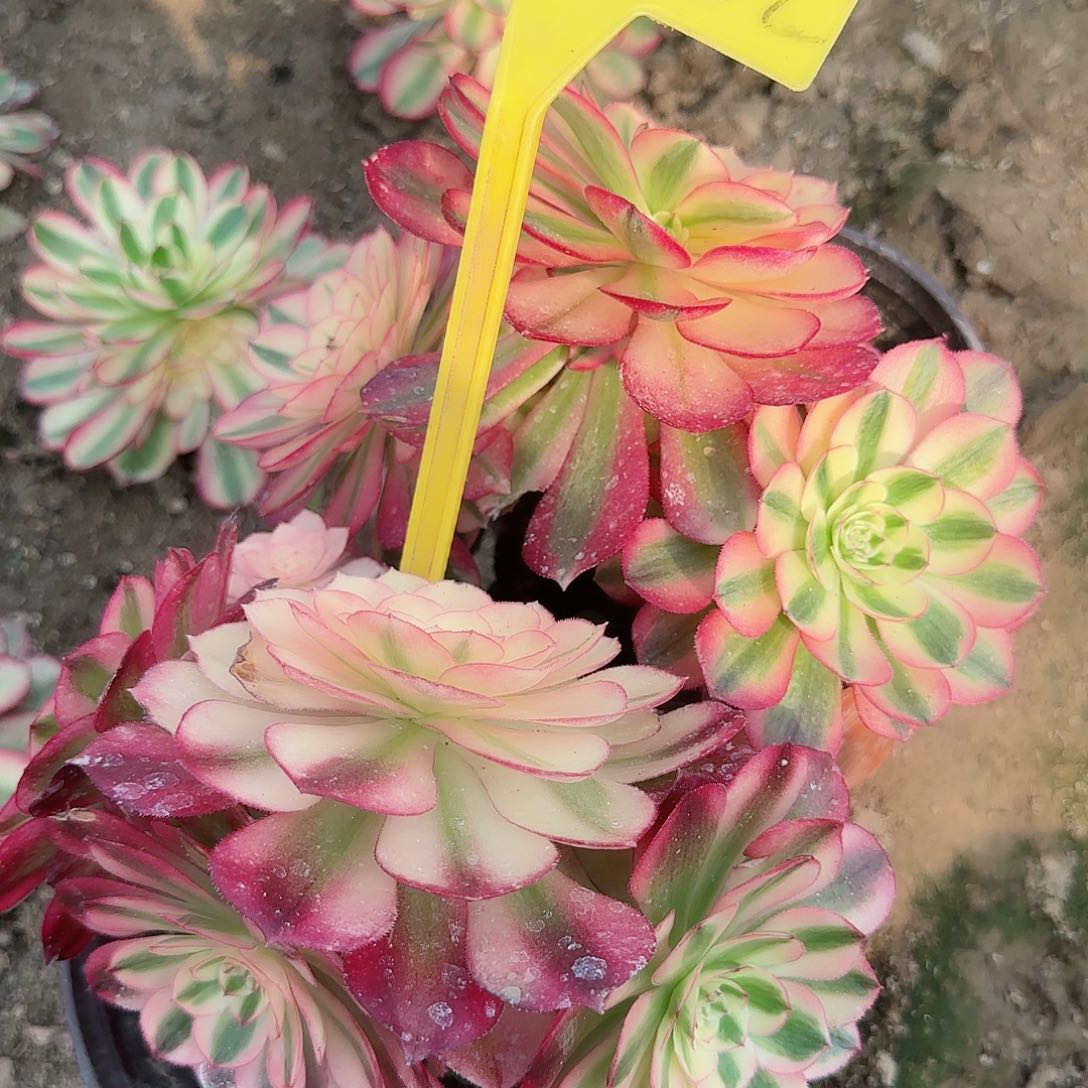 无*2-382---多头多肉植物