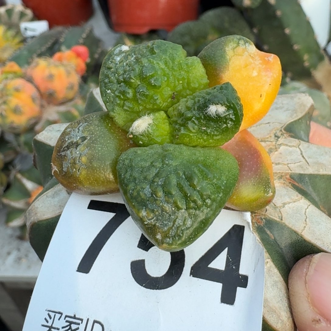 【闪购商品】刘*民大尤连山锦754