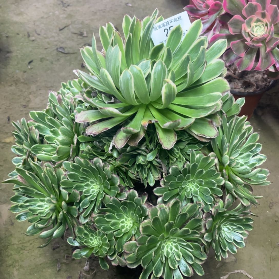 25金丝楠木多肉植物法师