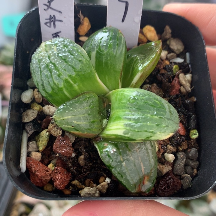 史扑寿锦一物一拍