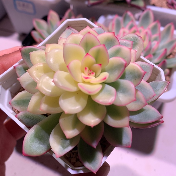 雨燕座锦叶心全锦