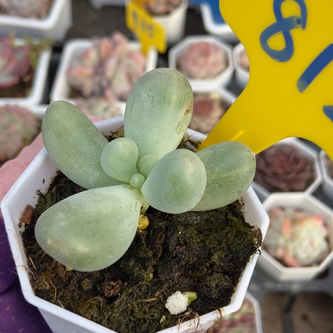 812米可奶多肉植物保护