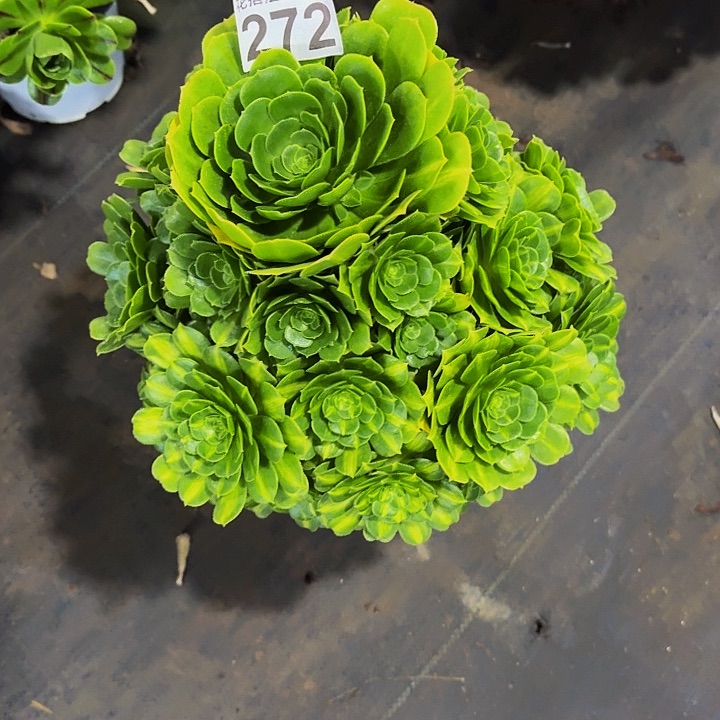 红陶翡翠琉璃272