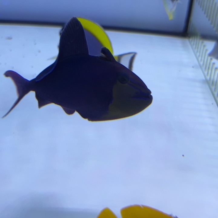 海水鱼魔鬼炮弹10cm 120 包装10 运费25