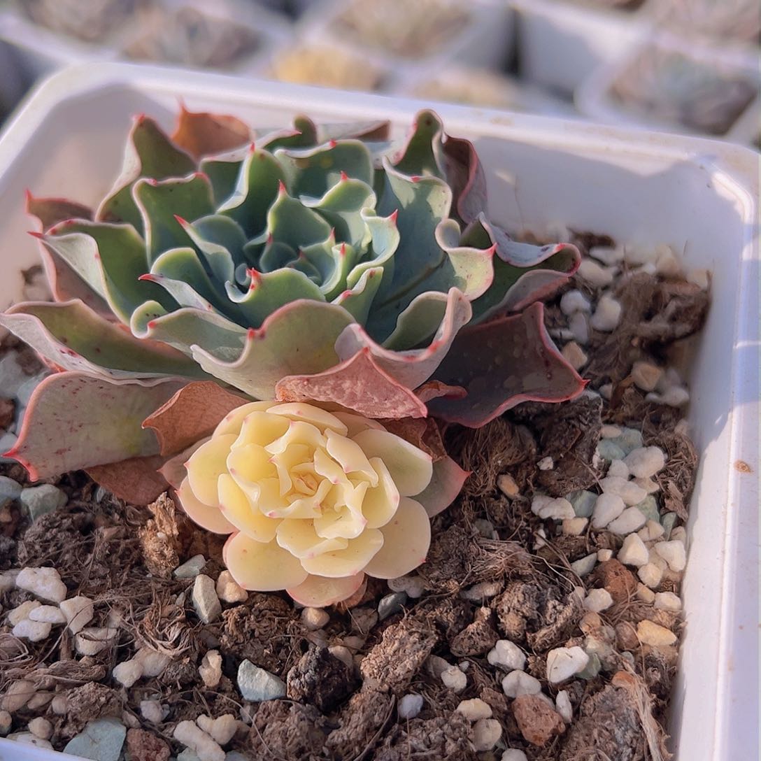 海啸锦，阴阳锦多肉