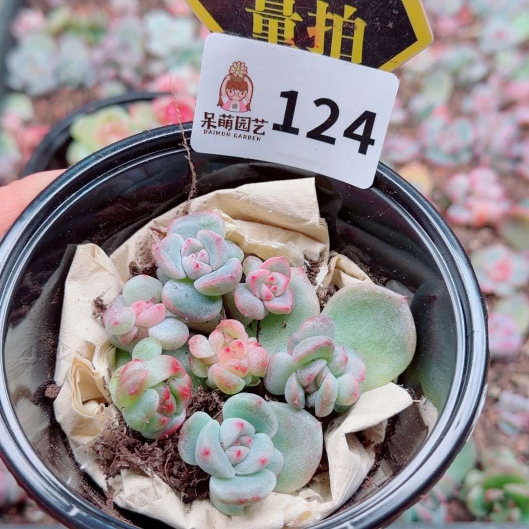 多肉植物多肉植物