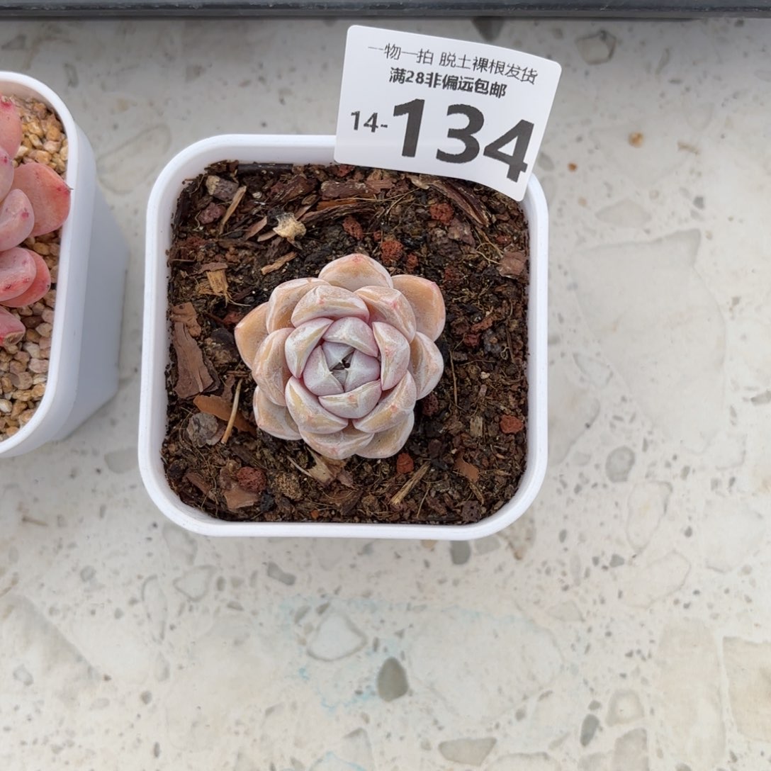 汉堡单头多肉多肉多肉