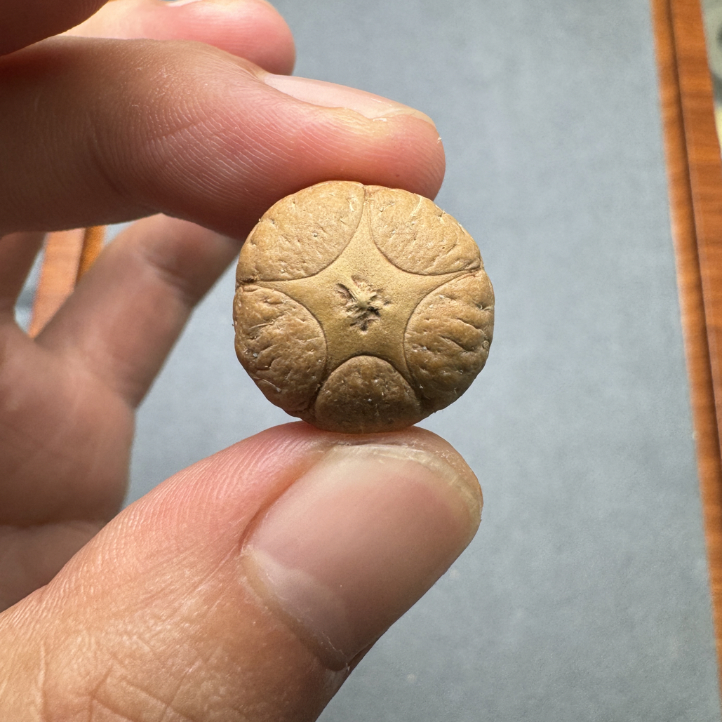 精品19+五星上将菩提凤眼菩提三通佛头，非质量问题开孔不退cj2500