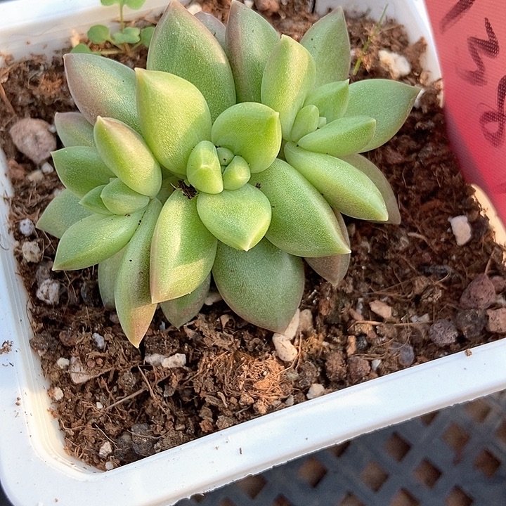 多肉植物迷雾泡泡群1389多肉