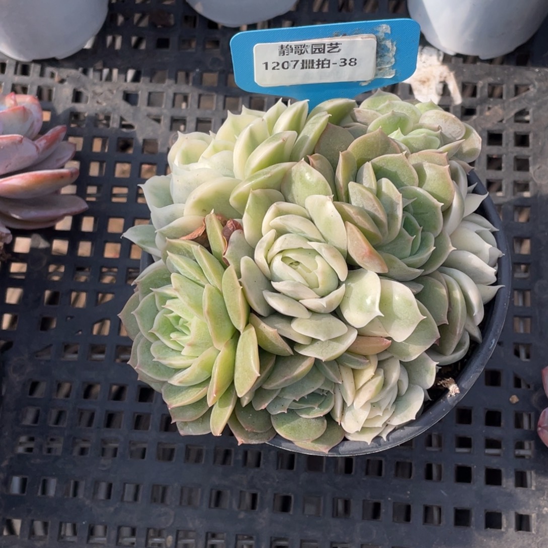 1207-38-昂斯诺锦群生多头一颗