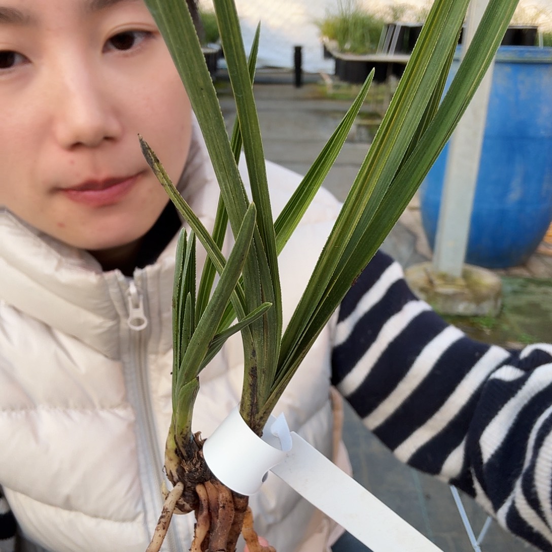 完全开放线艺跑1111111