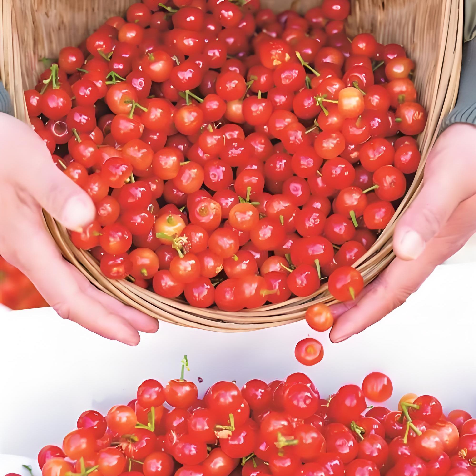四川米易新鲜采摘樱桃1斤/2斤L其他品种四川省