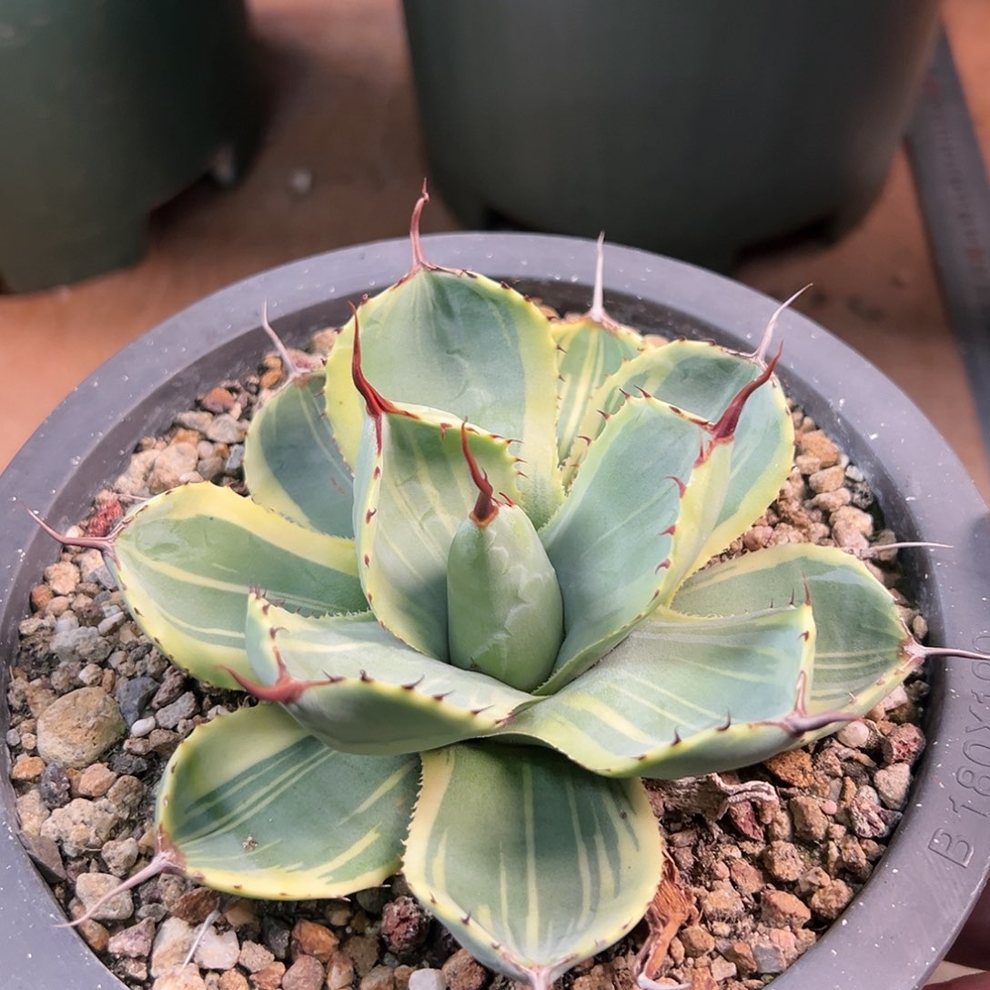 无花朵多肉植物娃娃脸龙舌兰