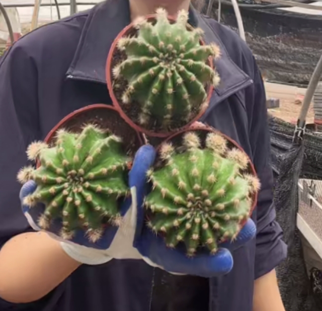 二妹园艺（3颗 浓桃筋 自根）好花色仙人球满18包邮随机发