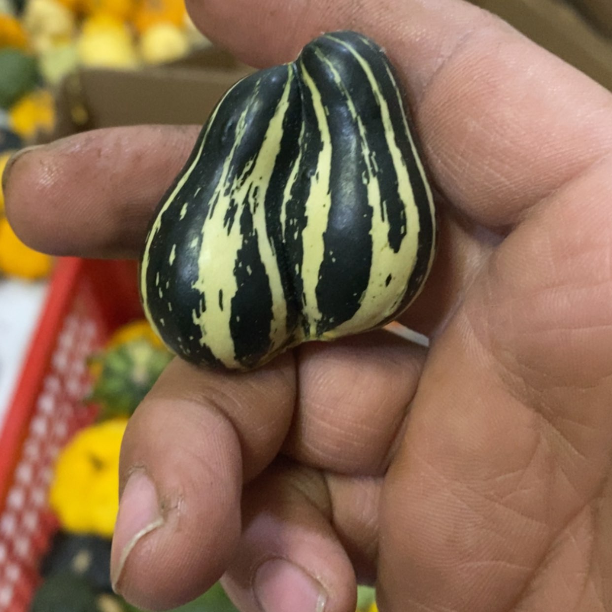 【闪购商品】墨西哥七彩葫芦青皮葫芦